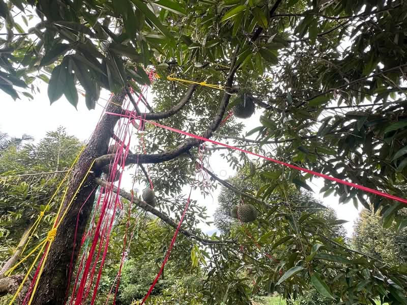 Ipoh Country Park untuk Untuk Dijual - RM 700,000, Mac 2026 - PropertyGuru.com.my