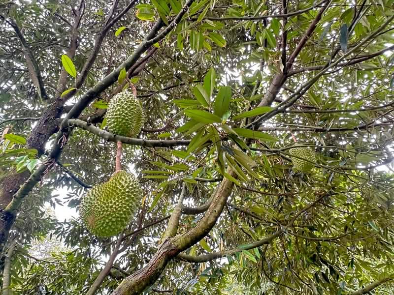 Ipoh Country Park untuk Untuk Dijual - RM 700,000, Mac 2026 - PropertyGuru.com.my