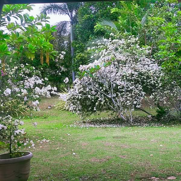 Bungalow for Sale in USJ Heights (Subang Jaya) - Terry Teh - Garden - PropertyGuru.com.my