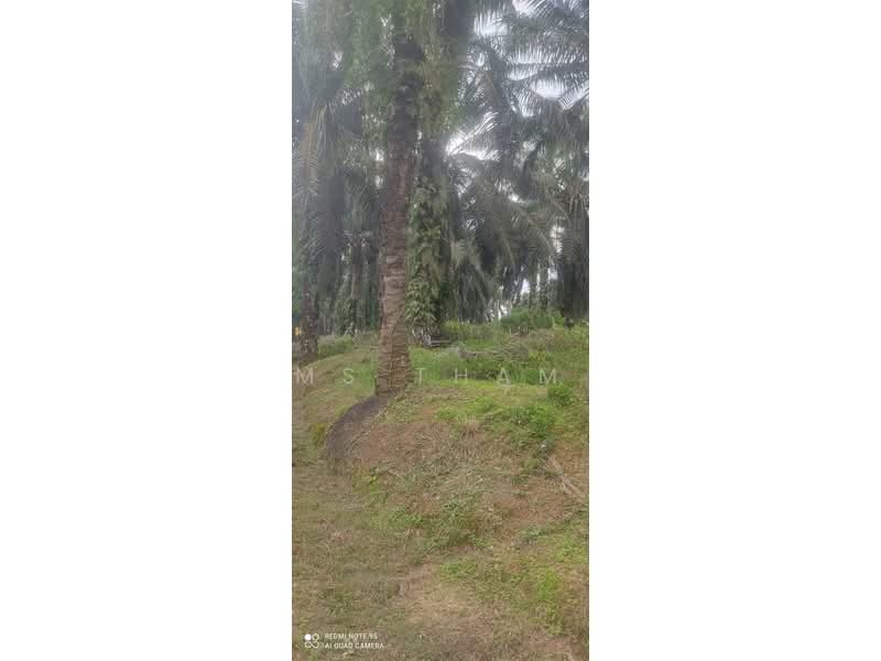 Oil Palm Estate Paloh Kluang untuk Untuk Dijual - RM 125,000, Mac 2026 - Exterior - PropertyGuru.com.my