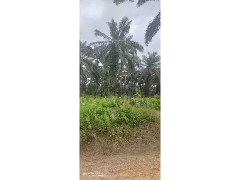 Oil Palm Estate Paloh Kluang untuk Untuk Dijual - RM 125,000, Mac 2026 - Garden - PropertyGuru.com.my