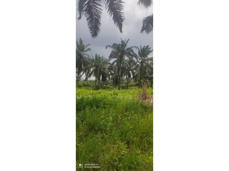 Oil Palm Estate Paloh Kluang untuk Untuk Dijual - RM 125,000, Mac 2026 - Exterior - PropertyGuru.com.my