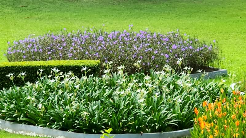 2-storey Terraced House for Sale in Pju 1a (Ara Damansara) - Celine Chin - Garden - PropertyGuru.com.my