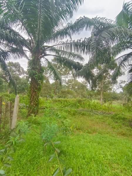 Paloh untuk Untuk Dijual - RM 99,999,999,999, Mac 2026 - Garden - PropertyGuru.com.my