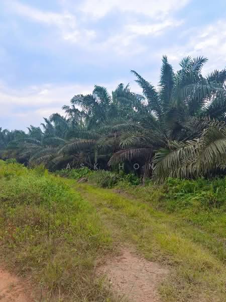 Paloh untuk Untuk Dijual - RM 99,999,999,999, Mac 2026 - Exterior - PropertyGuru.com.my