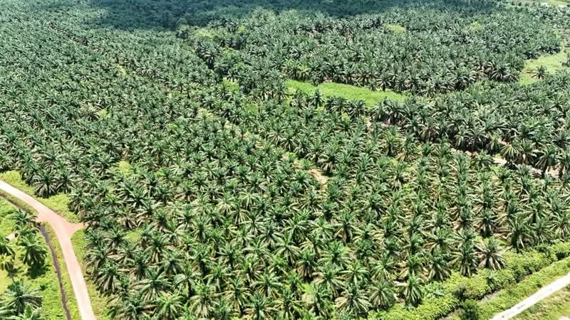Agricultural Land for Sale in Pekan Nenas (Jeram Batu) - Joanna Koo - Exterior - PropertyGuru.com.my