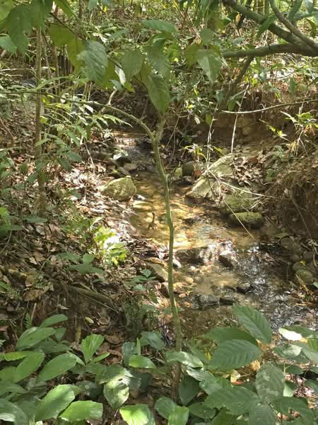 Kampung Baru Liman Kati untuk Untuk Dijual - RM 484,800, Mac 2026 - Garden - PropertyGuru.com.my