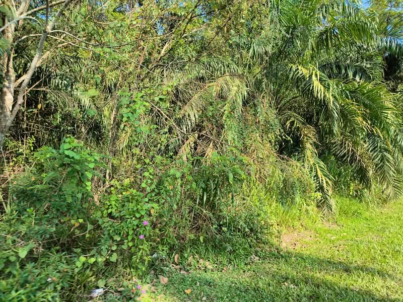Industrial Land for Sale in Hi-Tech Industrial Park (Semenyih) - Carene Chng - Exterior - PropertyGuru.com.my