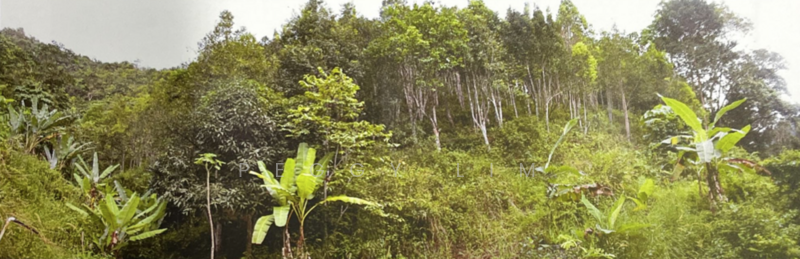 Agricultural Land for Sale in Raub (Pahang) - Peggy Lim - Exterior - PropertyGuru.com.my