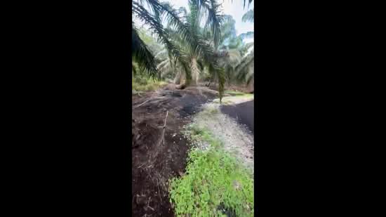 Agricultural Land for Sale in Pontian (Johor) - Ty Tan - PropertyGuru.com.my