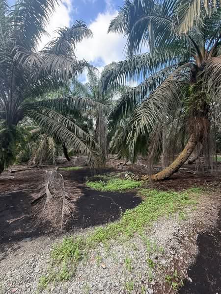 Agricultural Land for Sale in Pontian (Johor) - Ty Tan - Exterior - PropertyGuru.com.my