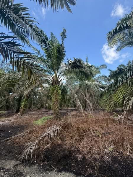 Agricultural Land for Sale in Pontian (Johor) - Ty Tan - Exterior - PropertyGuru.com.my