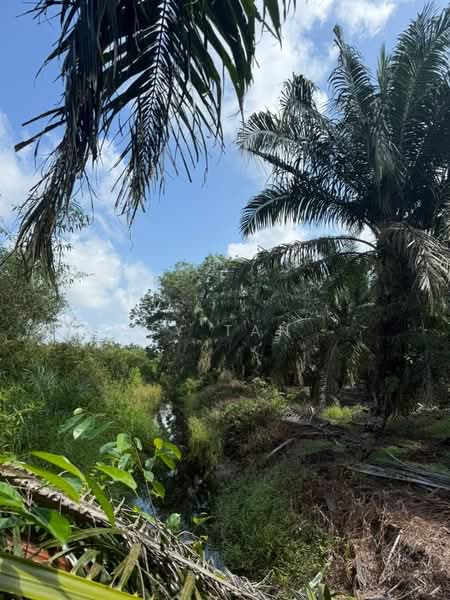 Agricultural Land for Sale in Pontian (Johor) - Ty Tan - Exterior - PropertyGuru.com.my
