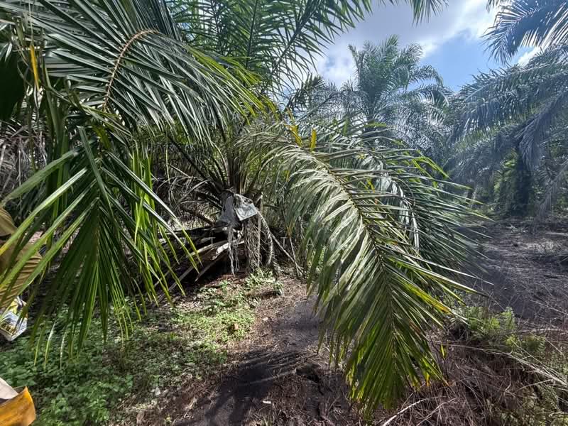 Agricultural Land for Sale in Pontian (Johor) - Ty Tan - PropertyGuru.com.my