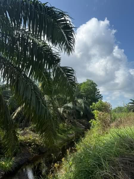 Agricultural Land for Sale in Pontian (Johor) - Ty Tan - PropertyGuru.com.my