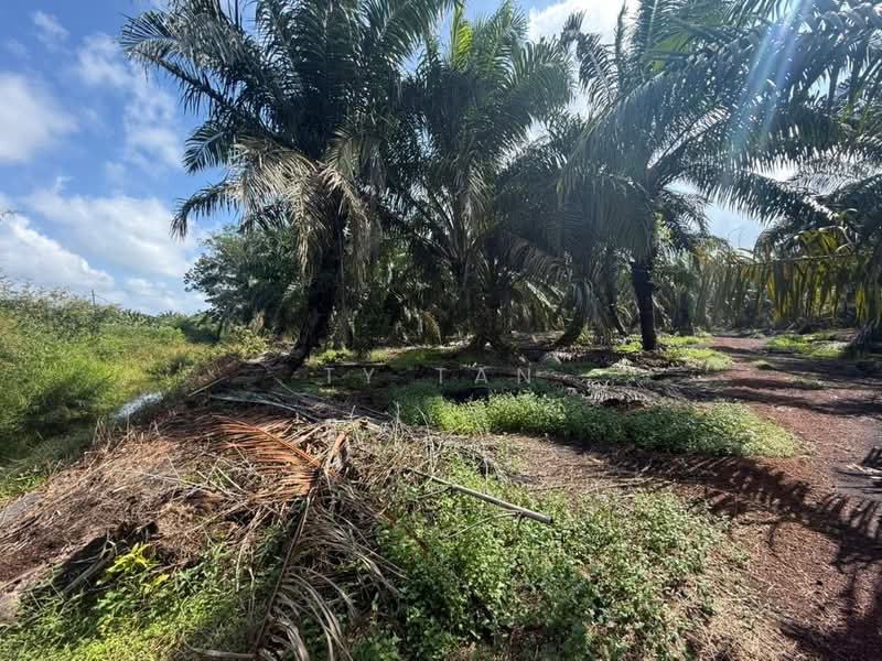 Agricultural Land for Sale in Pontian (Johor) - Ty Tan - PropertyGuru.com.my
