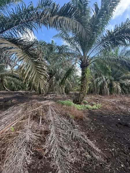 Agricultural Land for Sale in Pontian (Johor) - Ty Tan - PropertyGuru.com.my