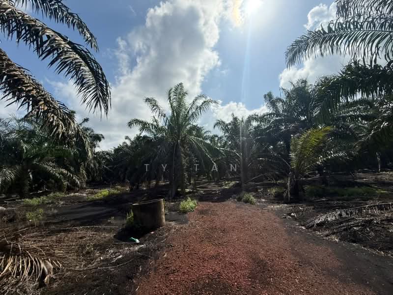 Agricultural Land for Sale in Pontian (Johor) - Ty Tan - PropertyGuru.com.my