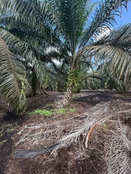 Agricultural Land for Sale in Pontian (Johor) - Ty Tan - PropertyGuru.com.my