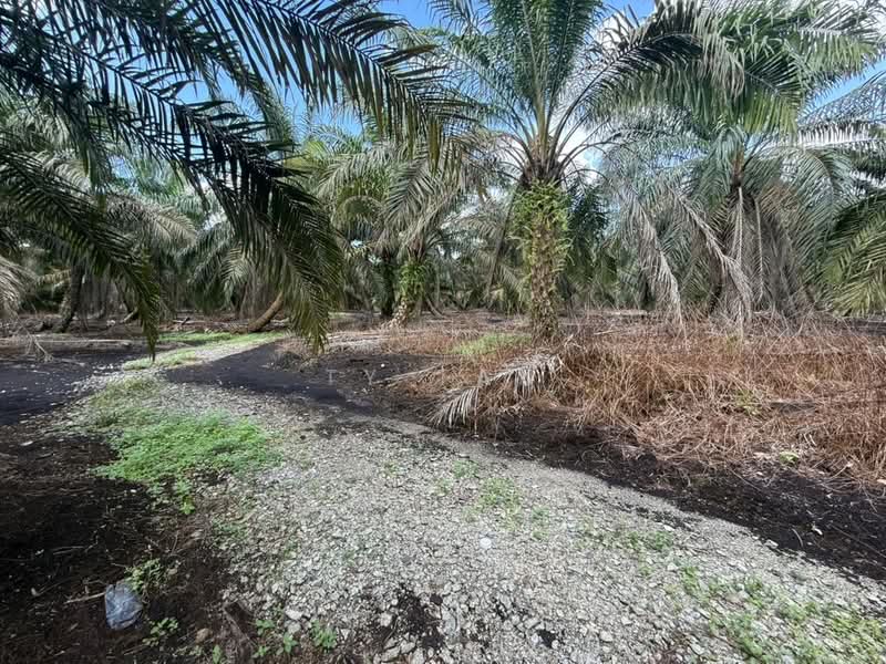 Agricultural Land for Sale in Pontian (Johor) - Ty Tan - PropertyGuru.com.my