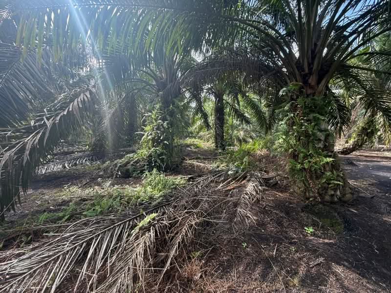 Agricultural Land for Sale in Pontian (Johor) - Ty Tan - PropertyGuru.com.my