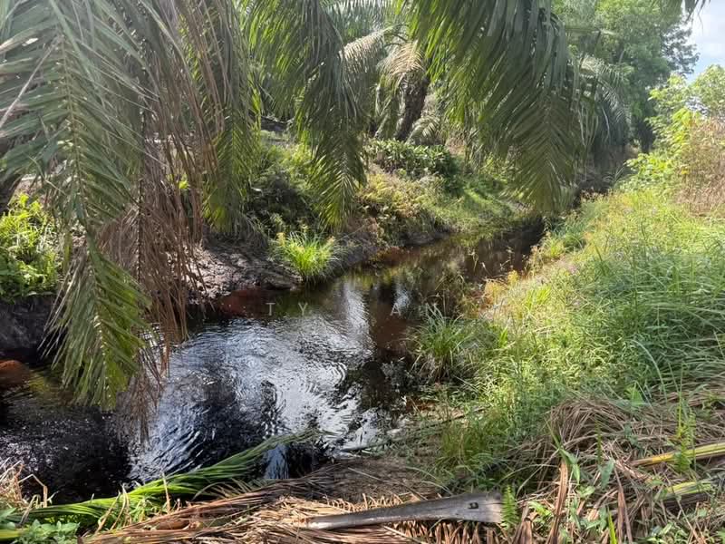 Agricultural Land for Sale in Pontian (Johor) - Ty Tan - PropertyGuru.com.my