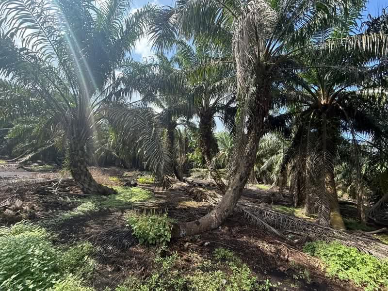 Agricultural Land for Sale in Pontian (Johor) - Ty Tan - PropertyGuru.com.my