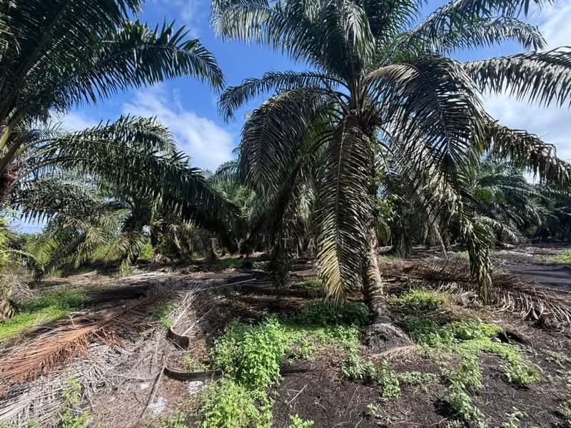 Agricultural Land for Sale in Pontian (Johor) - Ty Tan - PropertyGuru.com.my