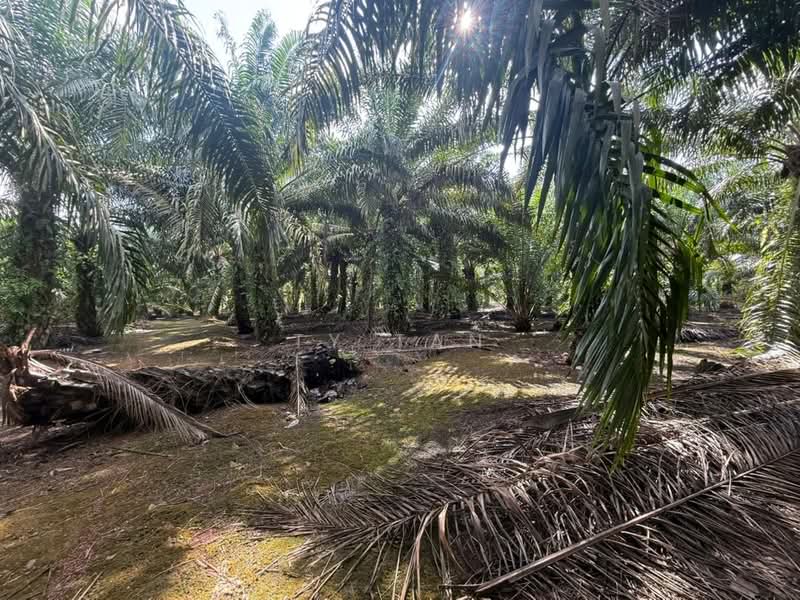 Agricultural Land for Sale in Pontian (Johor) - Ty Tan - Exterior - PropertyGuru.com.my