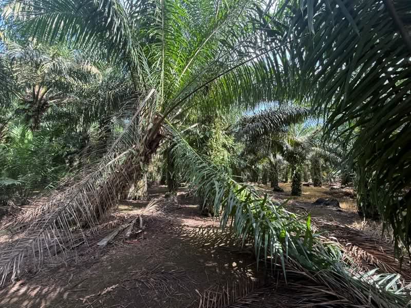 Agricultural Land for Sale in Pontian (Johor) - Ty Tan - Exterior - PropertyGuru.com.my