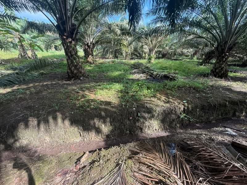 Agricultural Land for Sale in Pontian (Johor) - Ty Tan - Exterior - PropertyGuru.com.my
