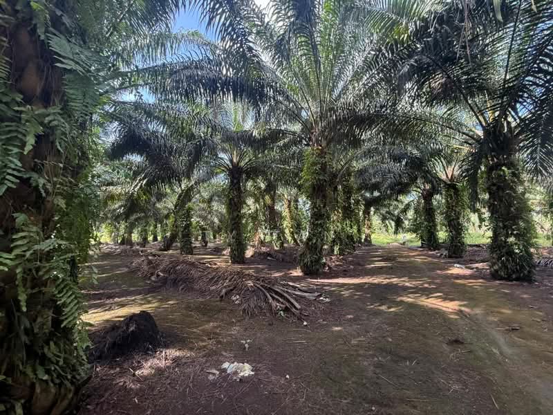 Agricultural Land for Sale in Pontian (Johor) - Ty Tan - PropertyGuru.com.my
