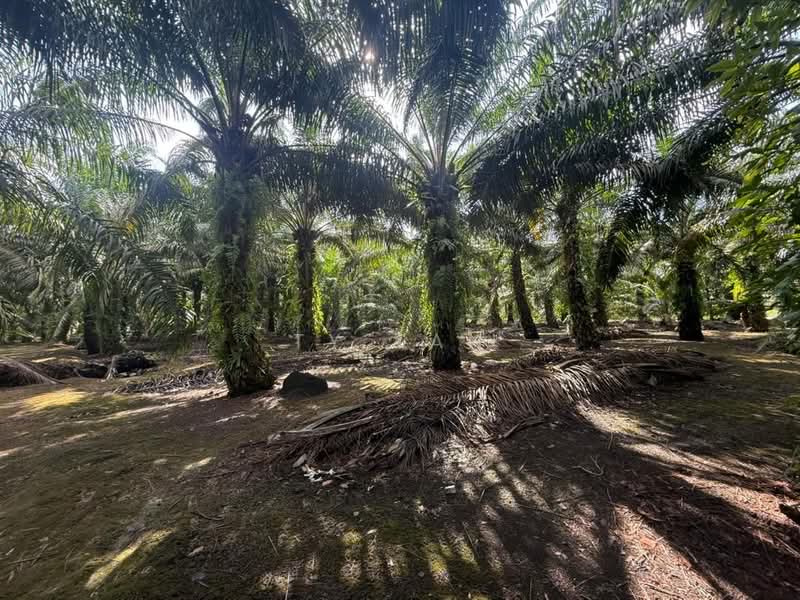 Agricultural Land for Sale in Pontian (Johor) - Ty Tan - Garden - PropertyGuru.com.my