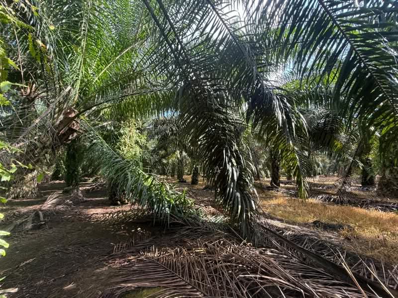Agricultural Land for Sale in Pontian (Johor) - Ty Tan - Exterior - PropertyGuru.com.my