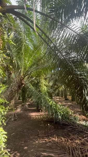 Agricultural Land for Sale in Pontian (Johor) - Ty Tan - PropertyGuru.com.my