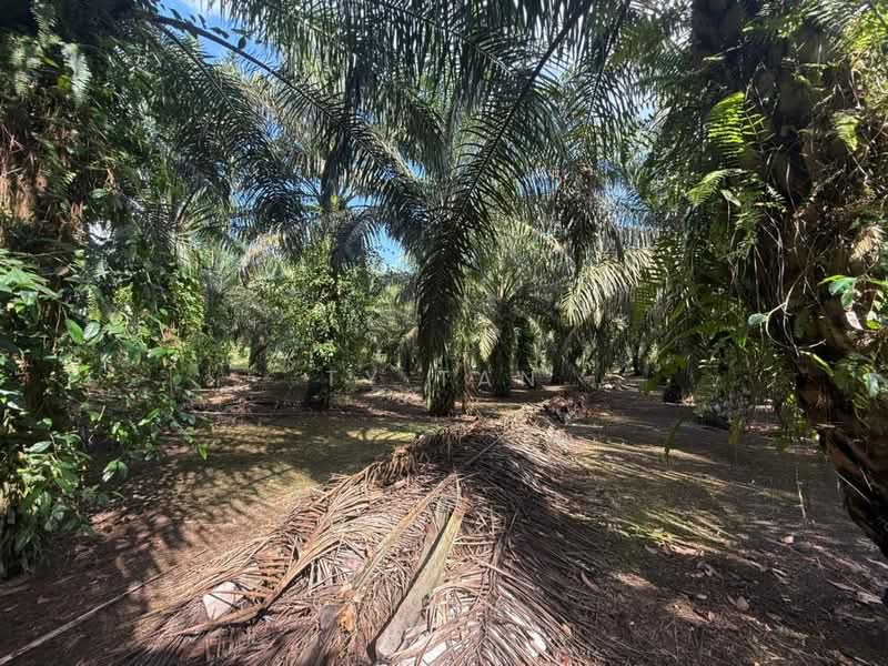 Agricultural Land for Sale in Pontian (Johor) - Ty Tan - PropertyGuru.com.my