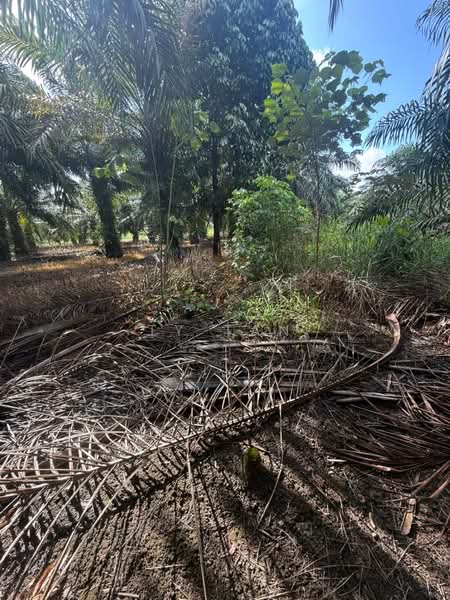 Agricultural Land for Sale in Pontian (Johor) - Ty Tan - PropertyGuru.com.my