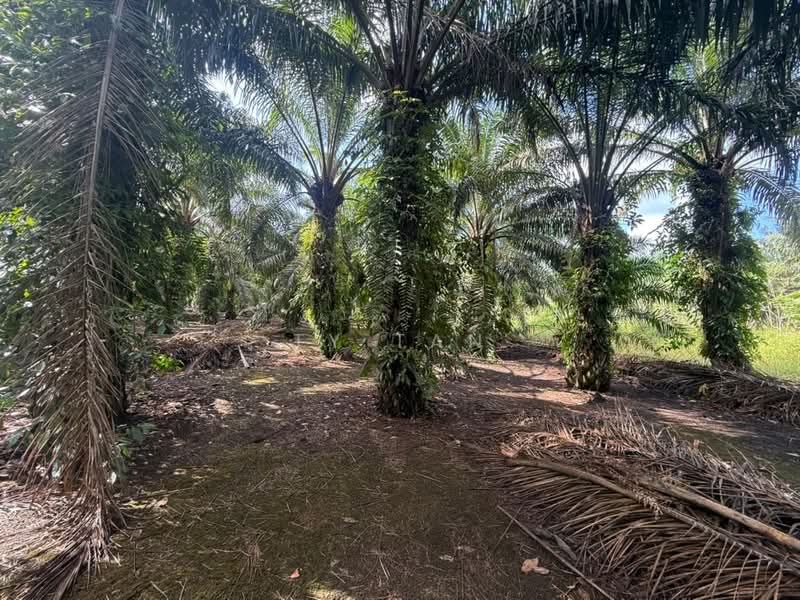Agricultural Land for Sale in Pontian (Johor) - Ty Tan - PropertyGuru.com.my