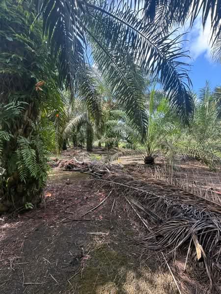 Agricultural Land for Sale in Pontian (Johor) - Ty Tan - PropertyGuru.com.my