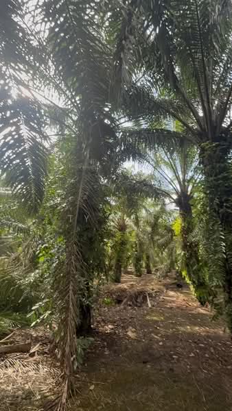 Agricultural Land for Sale in Pontian (Johor) - Ty Tan - PropertyGuru.com.my