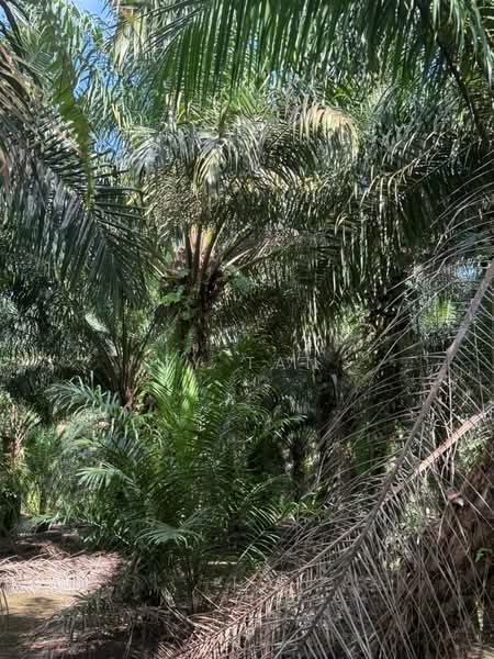 Agricultural Land for Sale in Pontian (Johor) - Ty Tan - PropertyGuru.com.my