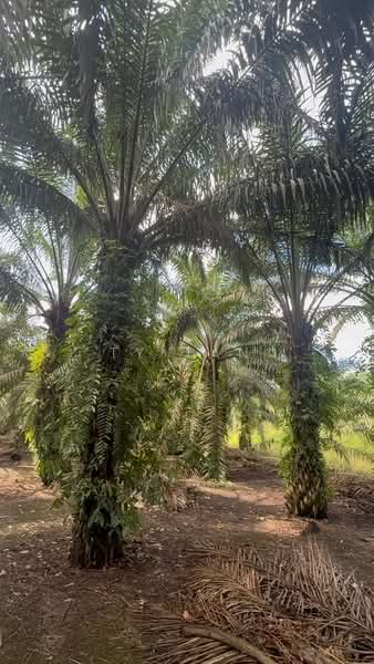 Agricultural Land for Sale in Pontian (Johor) - Ty Tan - PropertyGuru.com.my