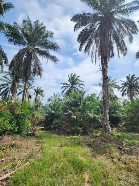 Agricultural Land for Sale in Sri Medan (Yong Peng) - ZG Law - Exterior - PropertyGuru.com.my