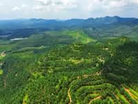 For Sale - Freehold Open Palm Oil Kuala Pilah 220 Acres