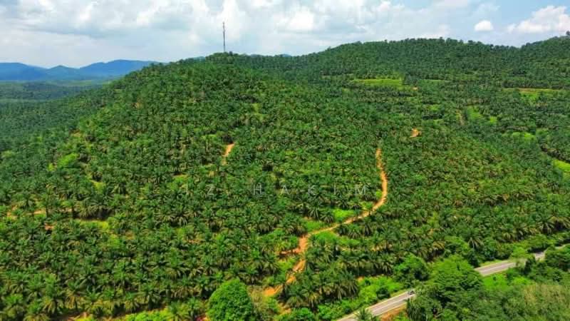 Freehold Open Palm Oil Kuala Pilah 220 Acres untuk Untuk Dijual - RM 28,620,000, Mac 2026 - PropertyGuru.com.my