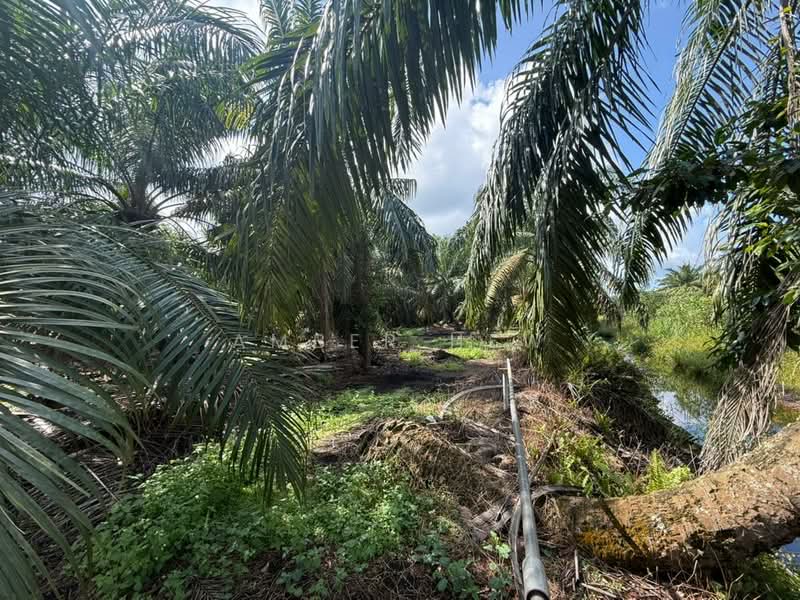 Tanah Pertanian untuk Dijual di Ayer Baloi (Johor) - Amber Hew - Exterior - PropertyGuru.com.my