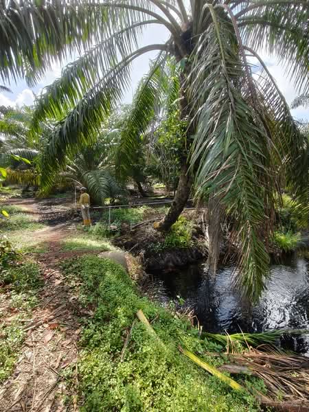 Ayer Baloi, Pontian – 3.56 Acres Freehold Oil Palm Agriculture Land For Sale - 5