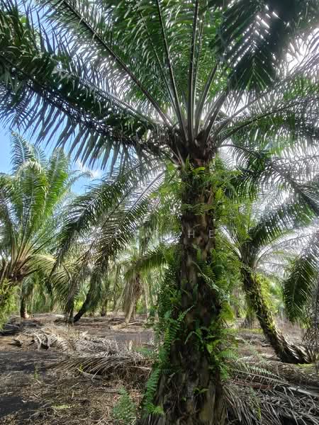 Ayer Baloi, Pontian – 3.56 Acres Freehold Oil Palm Agriculture Land For Sale - 1