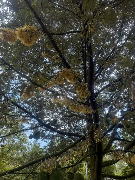 Agricultural Land for Sale in Kulai (Johor) - Torow Yeow - PropertyGuru.com.my