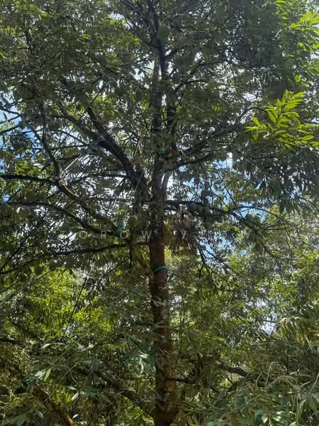 Agricultural Land for Sale in Kulai (Johor) - Torow Yeow - PropertyGuru.com.my